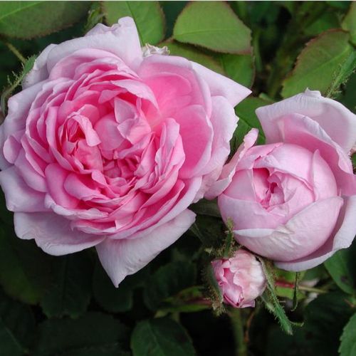 Shop - Rosa Marie de Blois - rosa - moos-rosen - stark duftend - M. Robert - Diese schöne, rosa blühende Sorte hat, wie die Moosrosen, von Drüsen bedeckten Stiel und Schaft. Ihre hinaufstrebend wachsenden Äste soll gestützt gezüchtet werden.